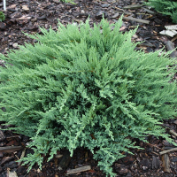 Можжевельник казацкий Тамарисцифолия купить