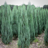 Ялівець скельний Блю Ерроу купить