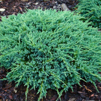 Ялівець лускатий Блю карпет купить