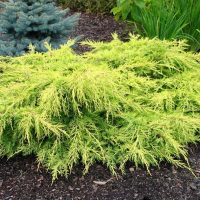 Ялівець Пфітцеріана Голд Стар купить