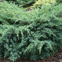 Можжевельник чешуйчатый Ханнеторп купить