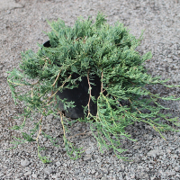 Можжевельник горизонтальный Джейд Ривер купить