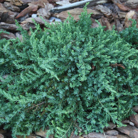 Можжевельник обыкновенный Грин Мантл купить