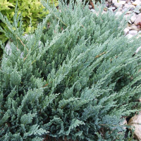 Ялівець горизонтальний Блю Мун купить