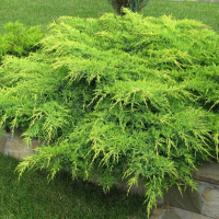 Ялівець Пфітцеріана Вільгельм Пфітцер купить