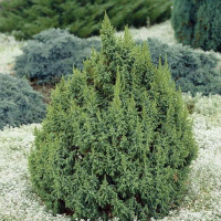 Можжевельник чешуйчатый Лодери купить