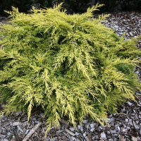 Можжевельник Пфитцериана Сейбрук Голд купить