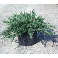 Можжевельник горизонтальный Блю Чип купить