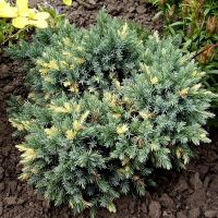 Ялівець лускатий Флореант купить