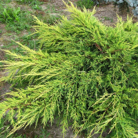 Ялівець Пфітцеріана Голд Кіссен купить