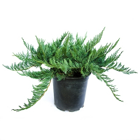 Ялівець горизонтальний Блю Чіп (Blue Chip) купить