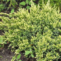 Ялівець Лускатий Dream Joy купить