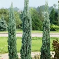 Можжевельник скальный Скайрокет купить