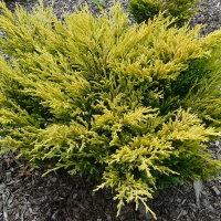 Ялівець горизонтальний Лаймглоу купить