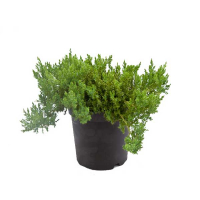 Можжевельник лежачий Нана купить