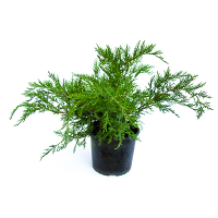 Можжевельник Пфитцериана Минт Джулеп купить