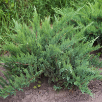 Можжевельник казацкий Рокери Джем купить