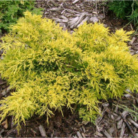 Можжевельник виргинский Голден Спринг купить