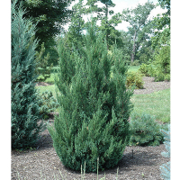 Ялівець китайський  Blue Point C15 купить