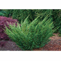 Можжевельник китайский Шимпаку купить