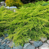 Ялівець Пфітцеріана Старлінг купить