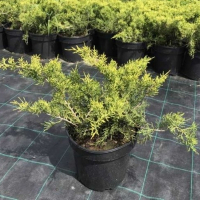 Ялівець середній Олд Голд купить