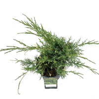 Можжевельник средний Вайт Сплэш купить