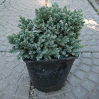 Можжевельник чешуйчатый Блю Стар купить