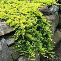 Можжевельник горизонтальный Голден Карпет купить