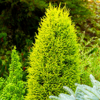 Можжевельник обыкновенный Suecica Aurea купить