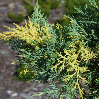 Можжевельник средний Блю энд Голд купить