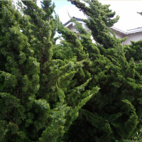 Можжевельник китайский Кайзука купить