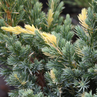 Ялівець лускатий Голден Флейм купить