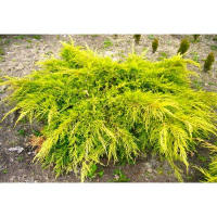 Можжевельник Пфитцериана Голд Кост купить