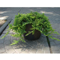 Можжевельник горизонтальный Голден Карпет купить