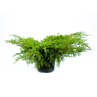 Можжевельник средний Мордиган Голд купить