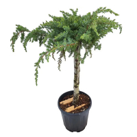 Ялівець прибережний Шлягер MINI STANDARD купить