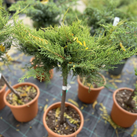 Можжевельник Пфитцериана Ауреа MINI STANDARD купить