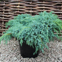 Можжевельник чешуйчатый Блю Карпет купить