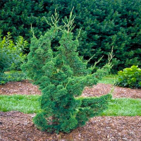 Можжевельник китайский Робуста Грин купить