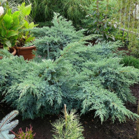 Ялівець Лускатий Blue Swedе купить