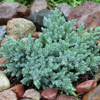 Можжевельник чешуйчатый Блю Свид купить