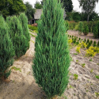 Можжевельник скальный Скайрокет купить