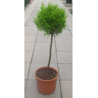 Кіпаріс великоплідний 