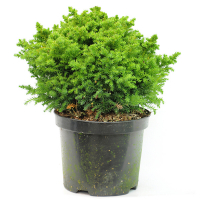 Криптомерія 