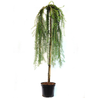 Модрина купить