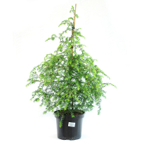 Тсуга канадська купить