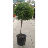 Криптомерія японська Глобоза Нана купить