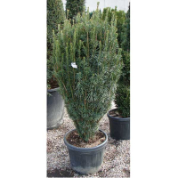 Подокарпус Харрингтона 