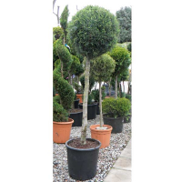 Кипарис аризонский 